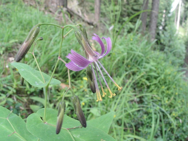 Prnanthe pourpre - Prenanthes purpurea