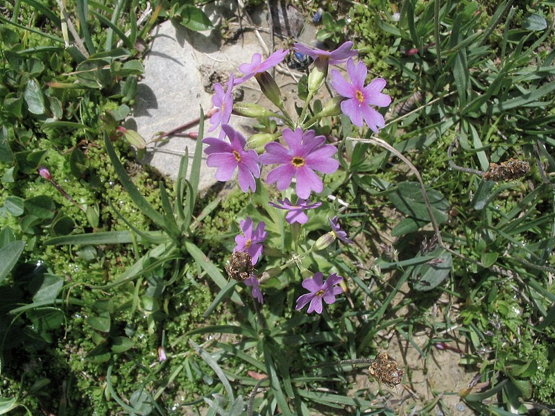 Primevre farineuse - Primula farinosa