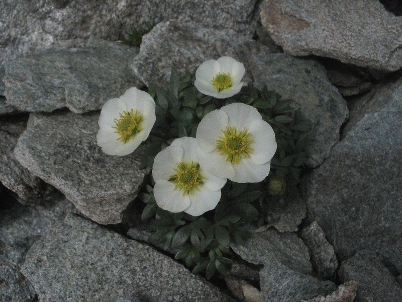 Renoncule des glaciers - Ranunculus glacialis