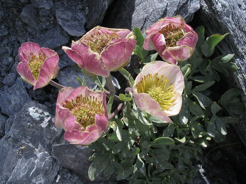 Renoncule des glaciers - Ranunculus glacialis