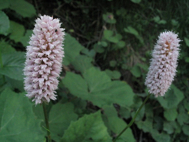 Renoue Bistorte - Polygonum bistorta