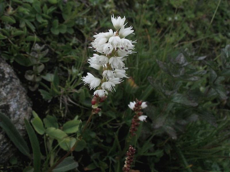 Renoue vivipare - Polygonum viviparum