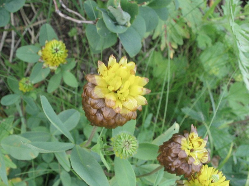 Trfle bai - Trfle brun - Trifolium badium